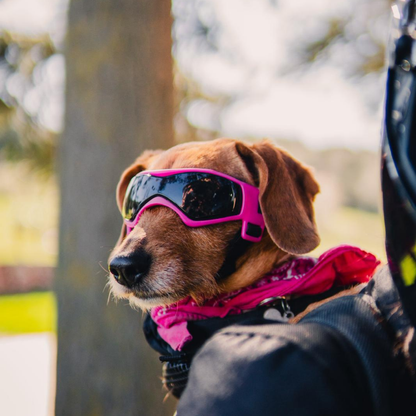 Gafas de Sol para Perros con Protección UV